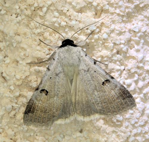 Lygephila viciae